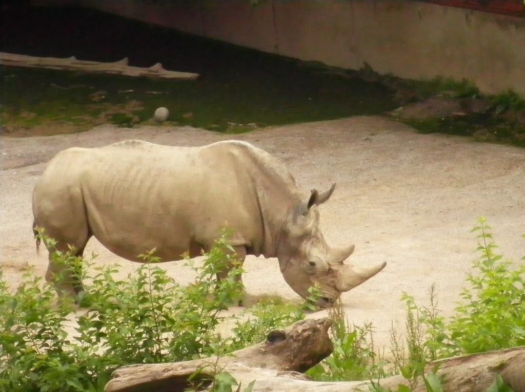 Rhino tracking experience available at Kenyan animal sanctuary, allowing foot expeditions to observe endangered species