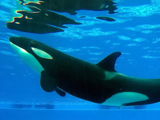 Yearning for British Flavor Amidst Winter Chill