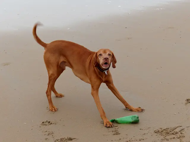 Dog-Friendly Cruise Ahead: Embark on a Voyage Allowing Your Furry Companion to Join You