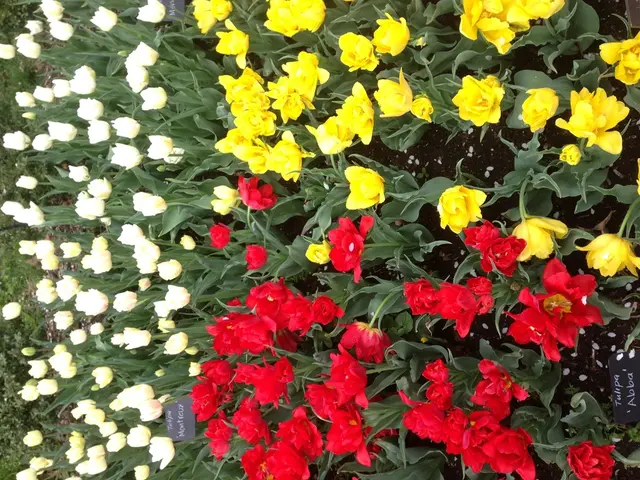 Nine Distinct Orchid Species Identified