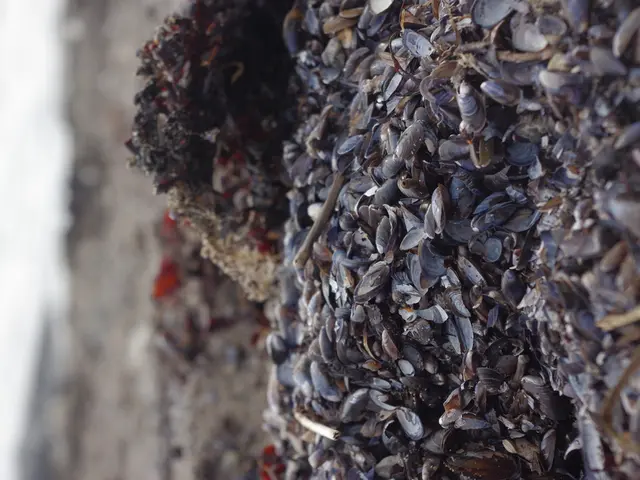 Exploring the Realm of New Zealand's Paua Shells