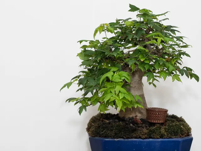 Bonsai Container Selection: Exploring Artful and Unconventional Choices