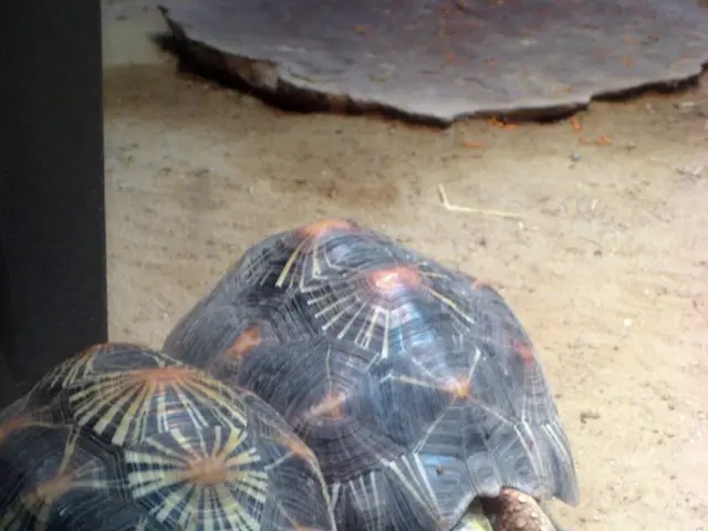 Over fifteen turtles abandoned by travelers were saved at the Sochi airport