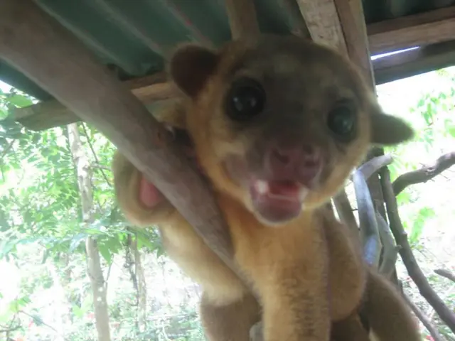 Fresno's Animal Rescue Center Experiences Fire Incident