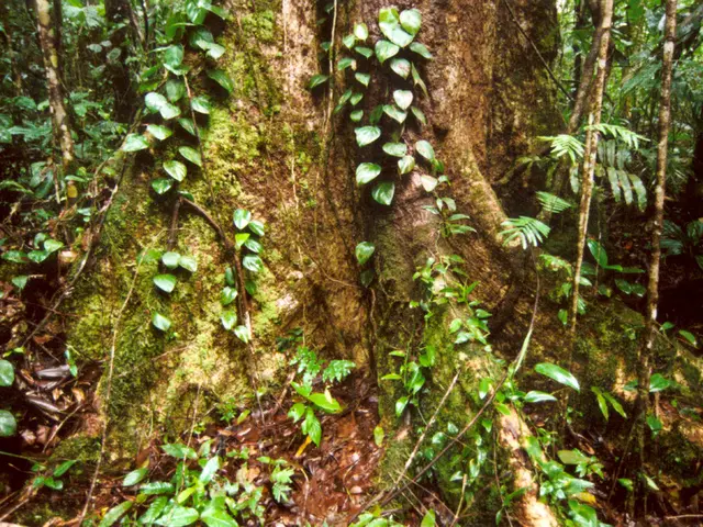 Enhancing Root Growth in Bonsai Propagations: Advantages of Using Warm Base for Successful Rooting