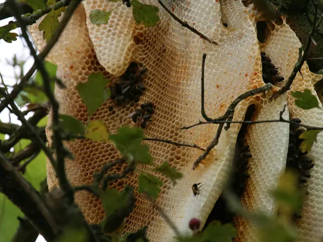 Bees and their Secret Significances: Decoding Complex Meanings and Symbols