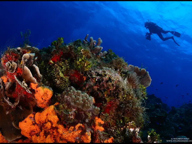 Unconventional and Secluded Scuba Locations for the Adventurous Diver