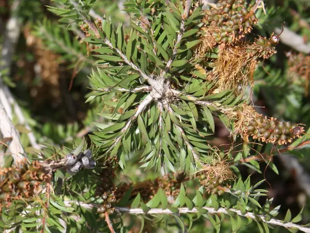 Lychee Fruit Nutrition and Health Perks Unveiled
