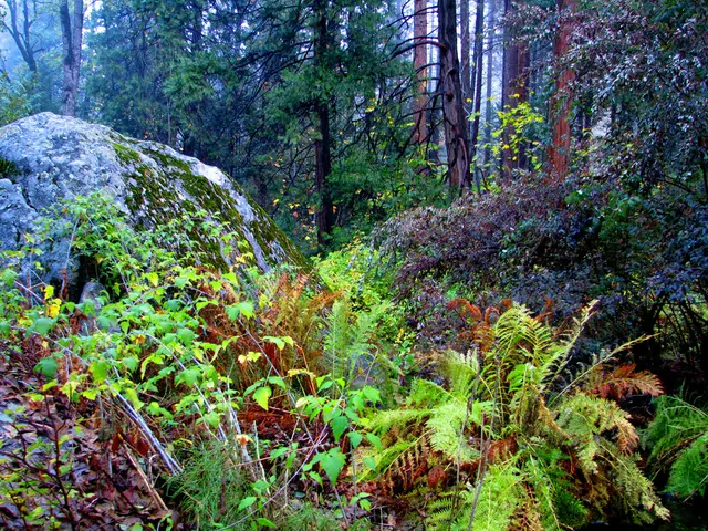 An astonishing geological discovery took place 300 million years ago, at Joggins, unveiling an...