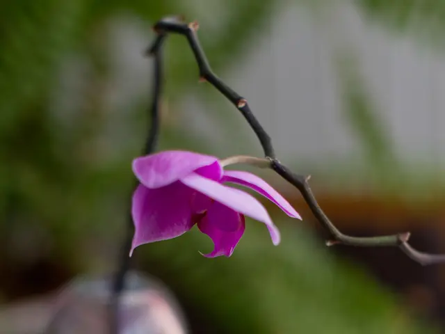 Boost your cholesterol levels naturally using this supplement