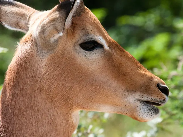 Unresolved predicament: Hunter's uncommonfood allergy now prohibits him from consuming red meat