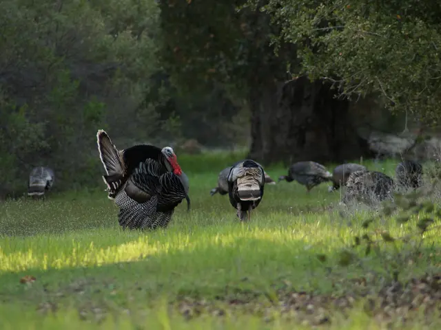 Turkey reports favorable outcomes during the initial six months of 2025