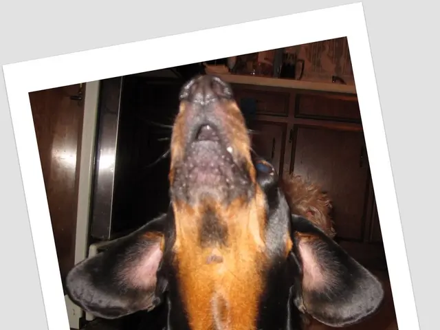 Ketoconazole Treatment for Canines: A Veterinary Medical Perspective, Reviewed by Emily Oliver, CVT...