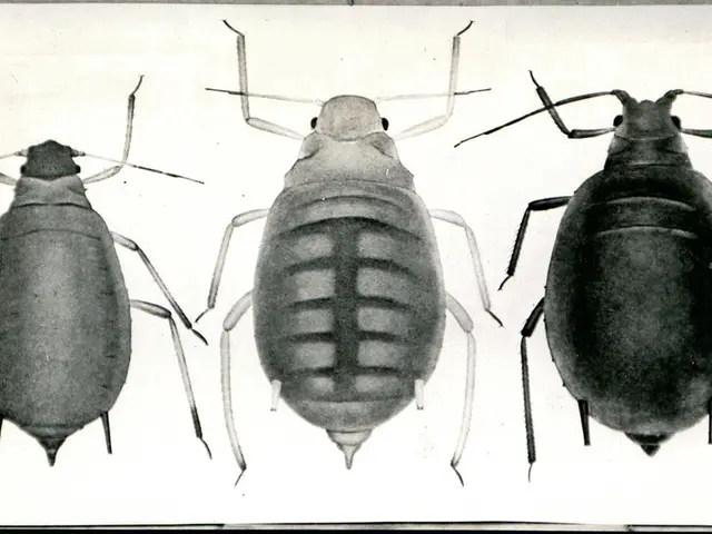 Relentless illness sweeps through popular tourist destinations across Spain.