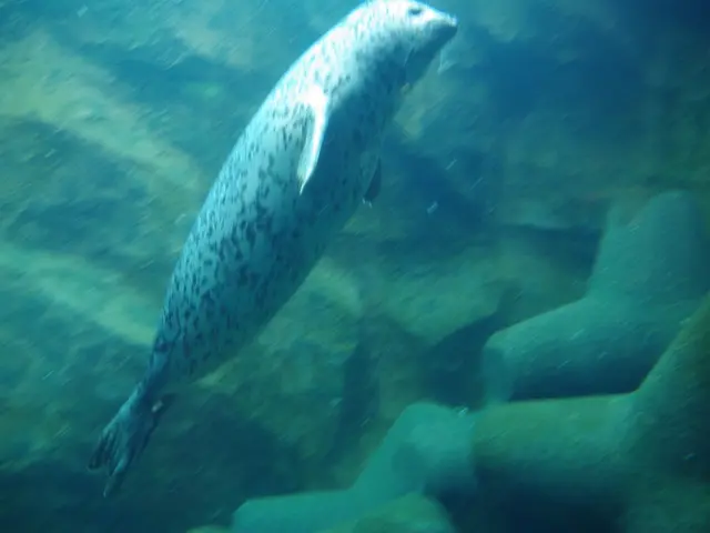 Underwater Artwork Recipients Announced in Ocean Contest