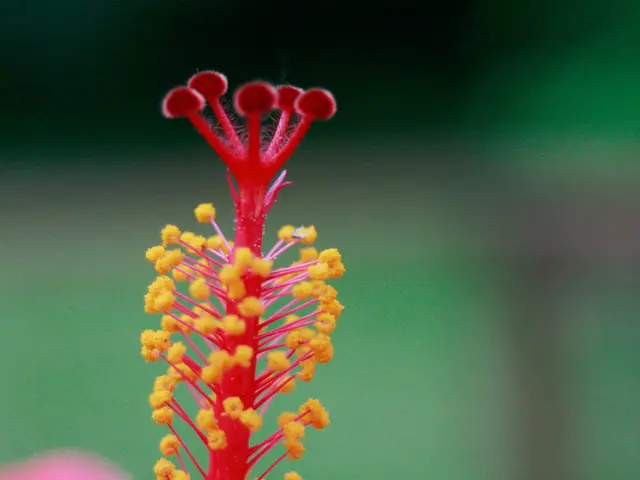 Highlighting the American Localities with Elevated Allergy and Asthma Rates