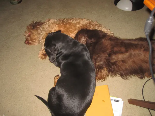 Dusseldorf airport mandates quarantine for Zwergspitz due to insufficient toll protection