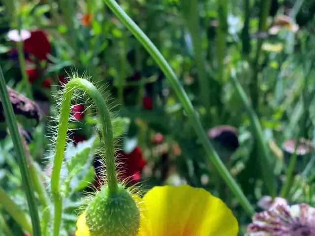 Asthmatic relief through Mullein: Understanding its advantages