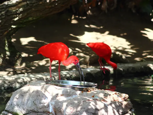 IBS Relief Strategies and Pain Causes