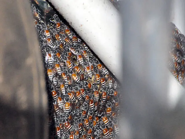 Examining Bee Pollen versus BVT for the Treatment of Lyme Disease?