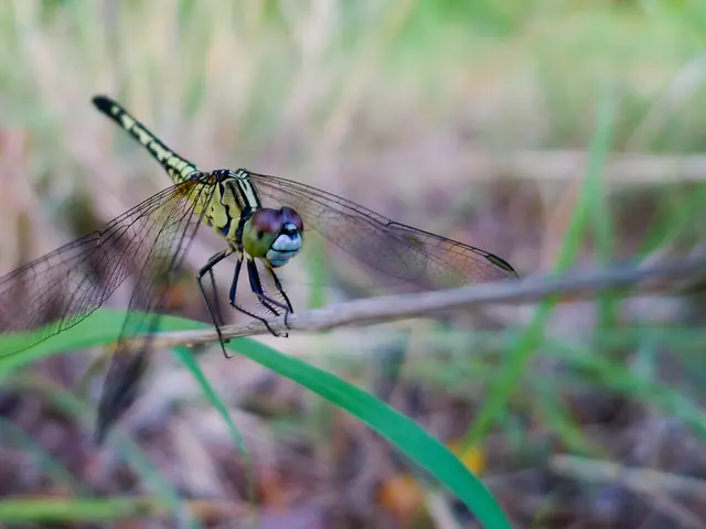 Top Choices for Player versus Player Builds in World of Warcraft's Dragonflight Season 2