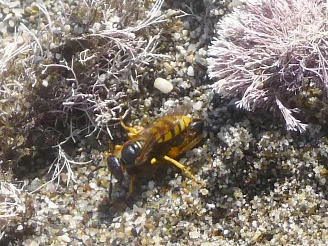 German authorities plan to employ telescopic plants as a means to combat Asian hornets.