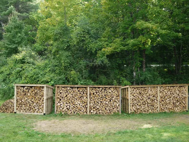 Innovative Bonsai Concepts with Driftwood: Exploring Artistic Arrangements and Inspirational...