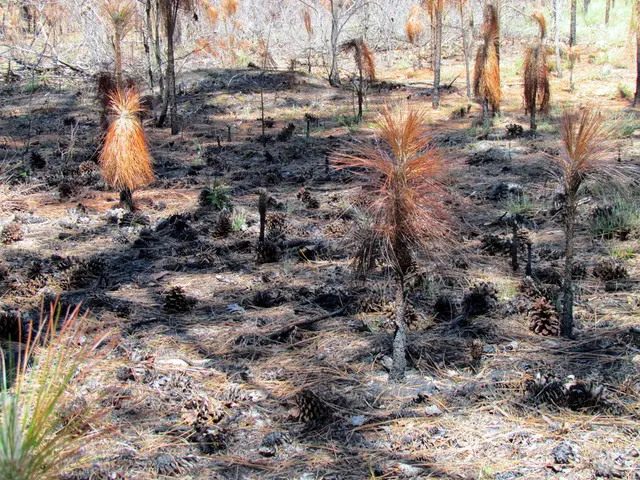 In this picture we can see some plants are on the land.