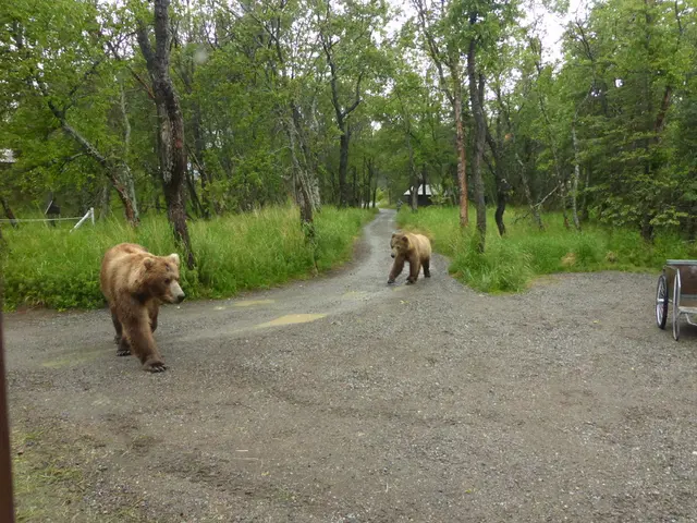 In this image in the center there are animals walking. On the right side there is a vehicle. In the...