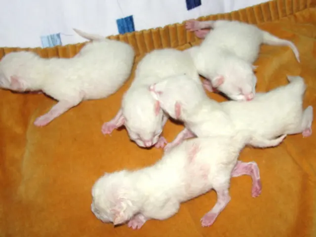In this picture there are rats. At the bottom there is an orange and white color cloth.