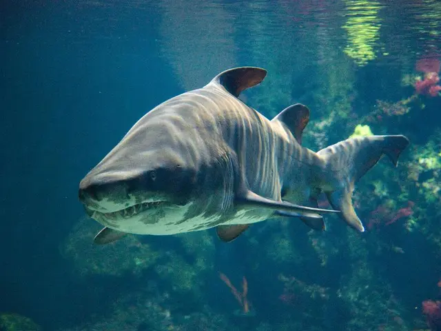 In this image we can see whale underwater.