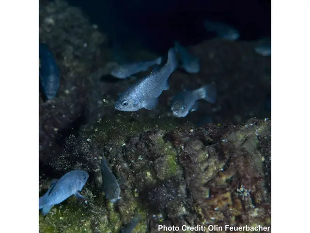 In this image, we can see fishes in the water. There is a text in the bottom right of the image.