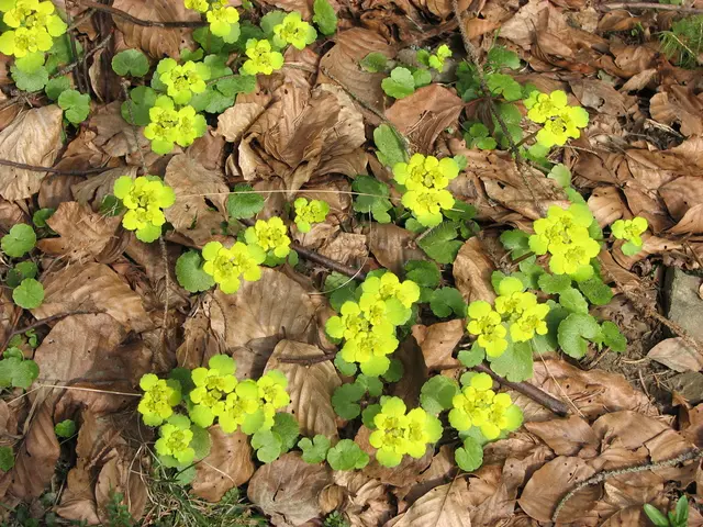 In the image there are small plants on the land with dry leaves all over it.